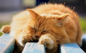 在睡觉的毛茸的猫 高清壁纸