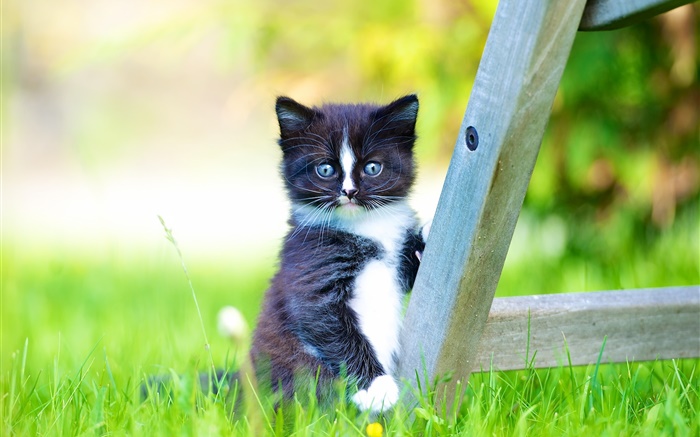 毛茸的宠物，黑色的小猫在草坪上 壁纸 图片