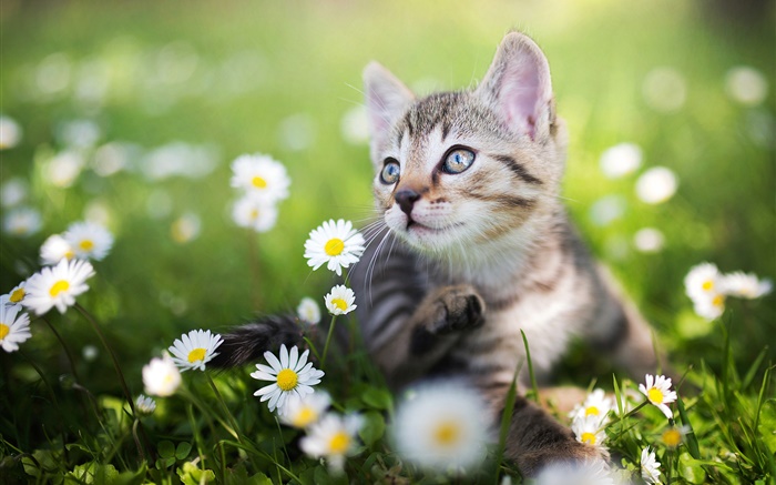 在白色野花中的小猫 壁纸 图片
