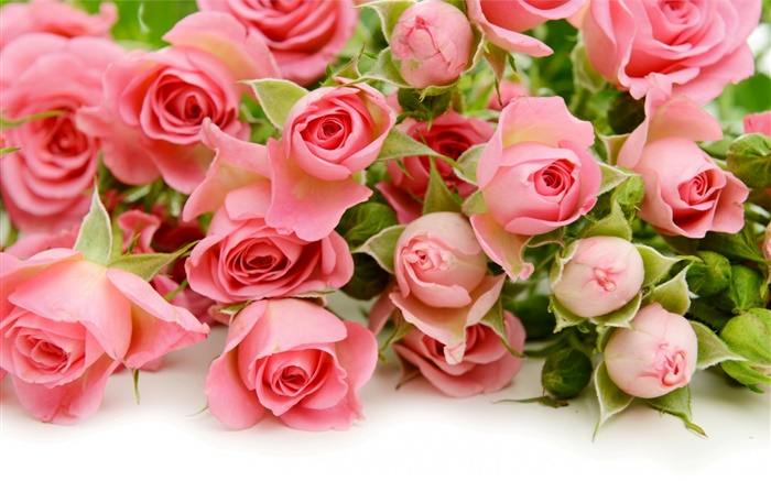 许多粉红色的玫瑰鲜花 壁纸 图片