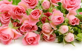 许多粉红色的玫瑰鲜花