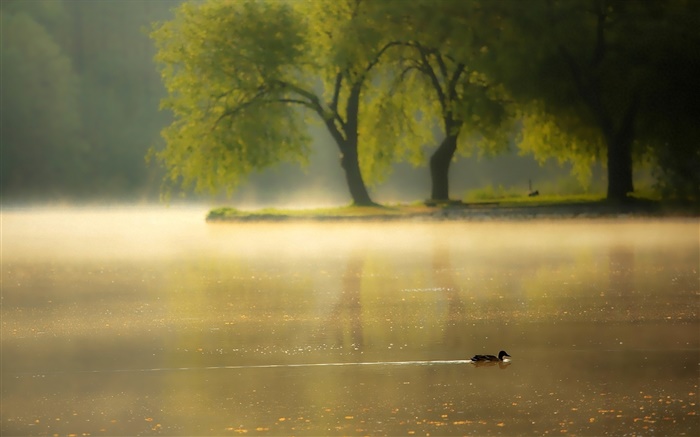 早晨，雾，树，河，鸭 壁纸 图片