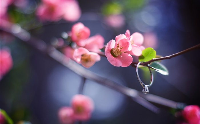 粉红色的花朵的树枝，春天，钻戒 壁纸 图片