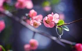 粉红色的花朵的树枝，春天，钻戒 高清壁纸
