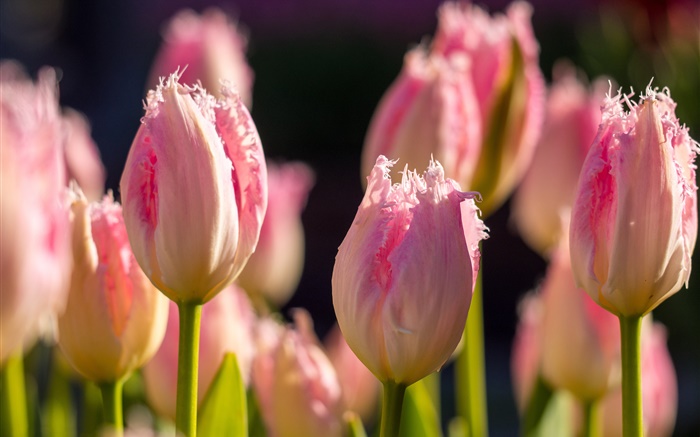 粉红色的郁金香，花微距摄影，春天 壁纸 图片