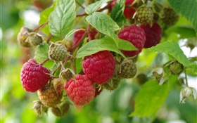 红树莓，树枝，新鲜浆果 高清壁纸