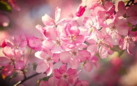 春天，粉红色的樱花，开花，树枝 高清壁纸