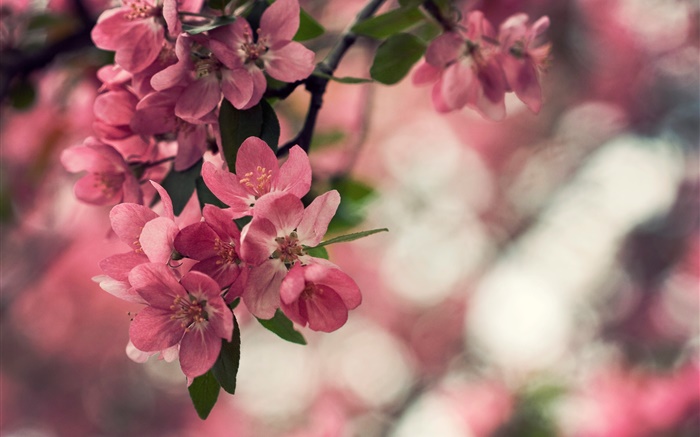 春天，粉红色的花朵，树，背景虚化 壁纸 图片