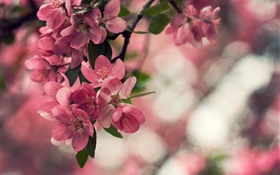 春天，粉红色的花朵，树，背景虚化 高清壁纸