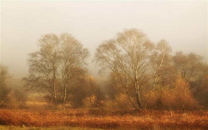 树木，秋天，雾，早晨 壁纸 图片