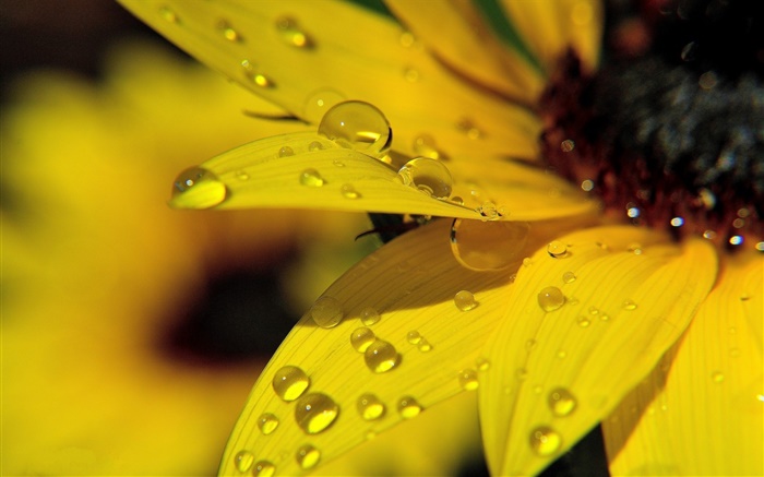黄色向日葵花瓣微距摄影，露水 壁纸 图片