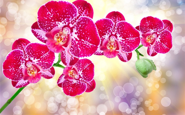 美丽的粉红色的花朵，蝴蝶兰 壁纸 图片