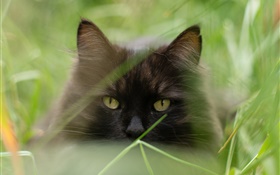 黑猫脸，草，夏天，模糊 高清壁纸