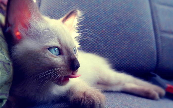 在椅子上的蓝眼睛猫 壁纸 图片