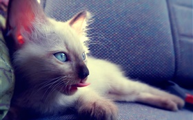 在椅子上的蓝眼睛猫