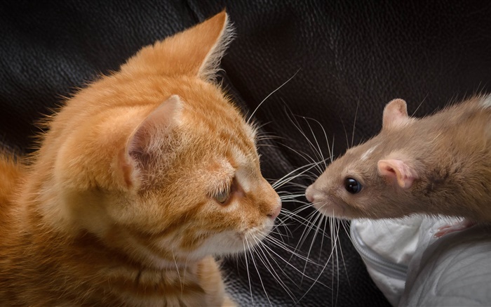 猫和老鼠面对面 壁纸 图片