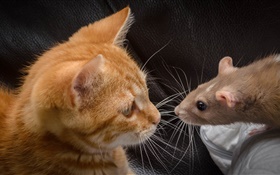 猫和老鼠面对面 高清壁纸