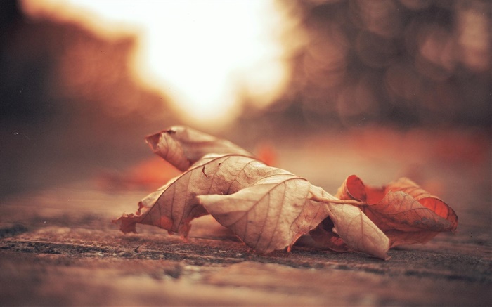干叶，路，秋天 壁纸 图片