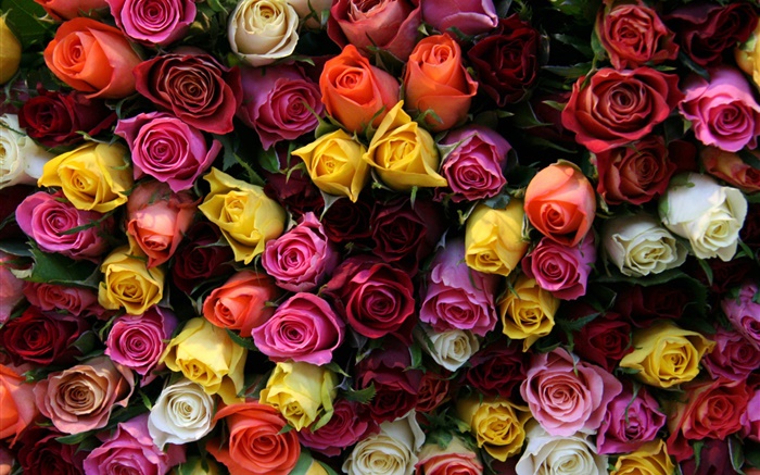许多玫瑰花，不同的颜色 壁纸 图片