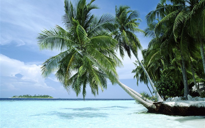 棕榈树，海，海岸 壁纸 图片
