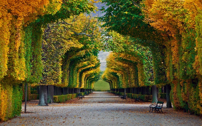 公园，树，路，板凳，秋天 壁纸 图片