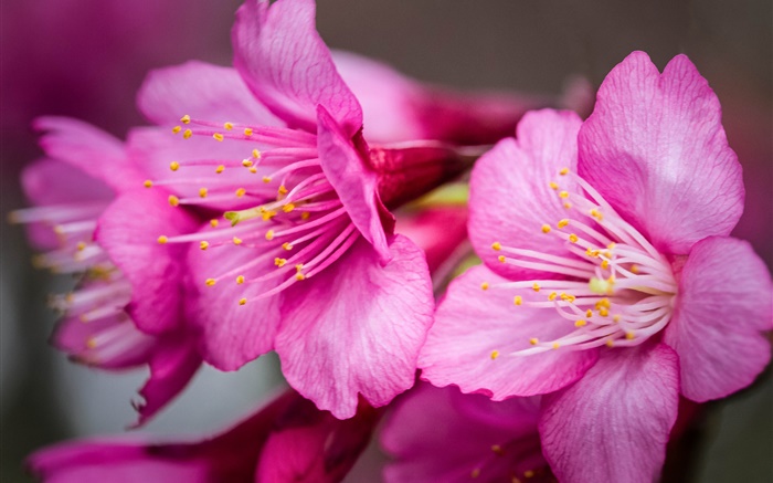粉红色的花朵微距摄影，雌蕊 壁纸 图片