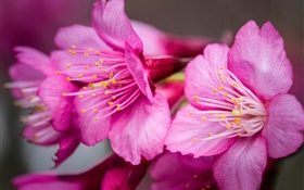 粉红色的花朵微距摄影，雌蕊