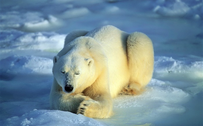 在睡觉的北极熊 壁纸 图片