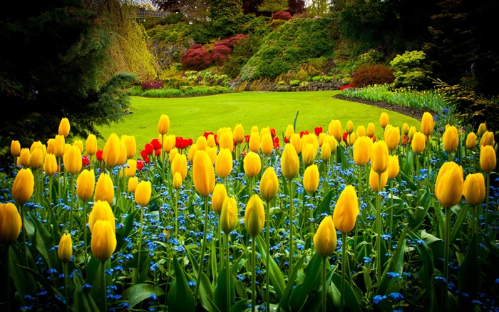 伊丽莎白女王公园，加拿大，黄色郁金香，草坪 壁纸 图片