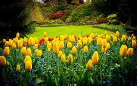 伊丽莎白女王公园，加拿大，黄色郁金香，草坪 高清壁纸