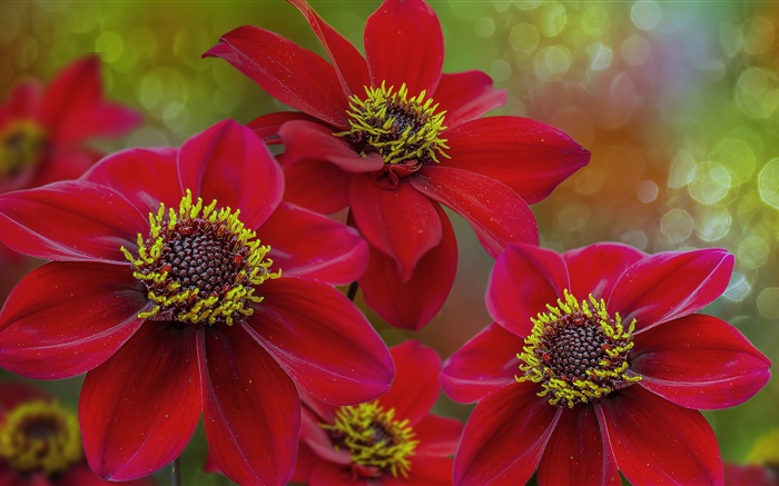 红色的花朵微距摄影，花瓣，雌蕊 壁纸 图片