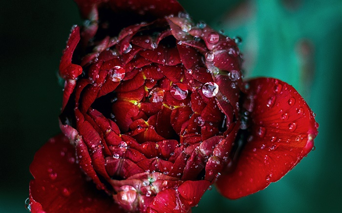 红色玫瑰花特写镜头，露水 壁纸 图片