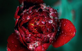 红色玫瑰花特写镜头，露水