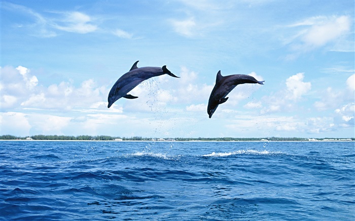 海洋动物，海豚，跳跃 壁纸 图片