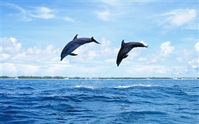 海洋动物，海豚，跳跃 高清壁纸