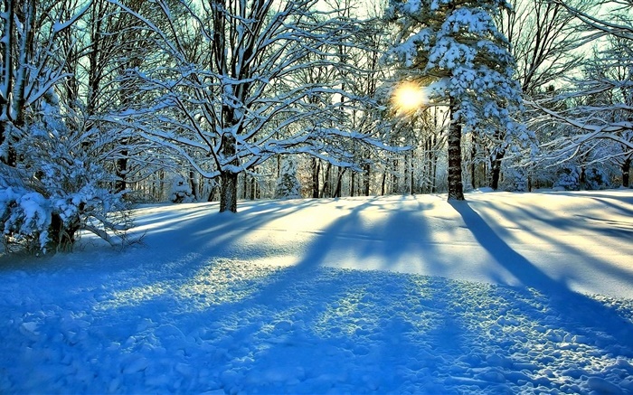 冬天，雪，树，太阳光芒 壁纸 图片