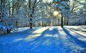 冬天，雪，树，太阳光芒 高清壁纸