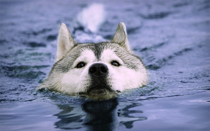 狼在水中游泳 壁纸 图片