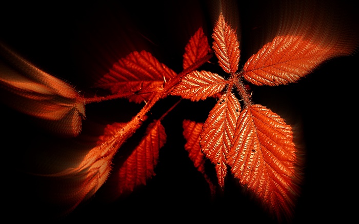 秋天，红色叶子，黑背景 壁纸 图片