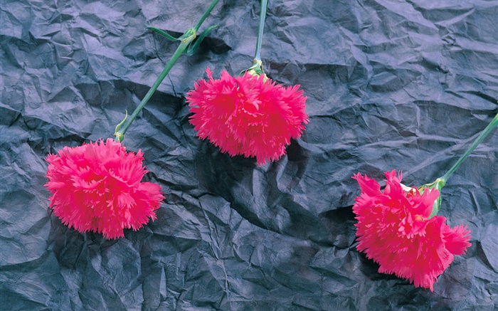 康乃馨，粉红色的花朵 壁纸 图片
