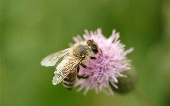 昆虫蜜蜂特写，粉红色的花 壁纸 图片