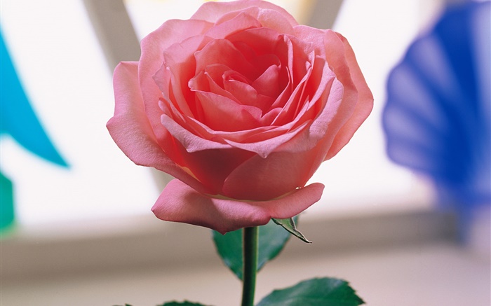 一朵粉红色的玫瑰 壁纸 图片