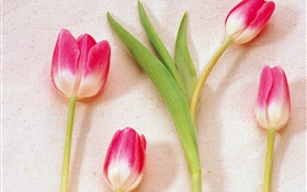 粉白色的花瓣的郁金香 高清壁纸