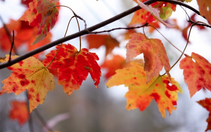红色叶子，枝杈，秋天 壁纸 图片