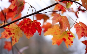 红色叶子，枝杈，秋天 高清壁纸