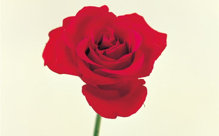 一朵红玫瑰 壁纸 图片