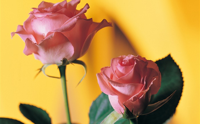 粉红色的玫瑰，黄色的背景 壁纸 图片