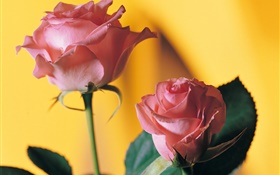 粉红色的玫瑰，黄色的背景 高清壁纸