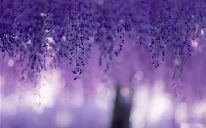紫藤，紫色的花，窗帘 壁纸 图片