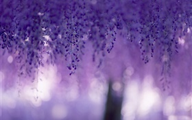 紫藤，紫色的花，窗帘 高清壁纸